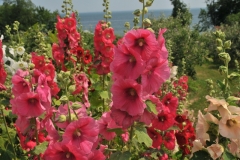 Flowers Hollyhocks Lots #3225