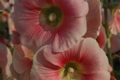 Flowers Hollyhocks Pink (v) #2164