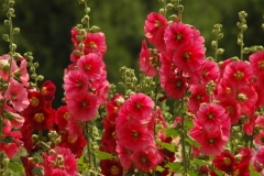 Flowers Hollyhocks Red Lots #3227