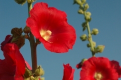 Flowers Hollyhocks Red (v) 1 #1076