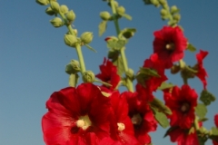 Flowers Hollyhocks Red (v) 2 #1184