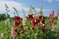 Flowers Hollyhocks Sky #3228