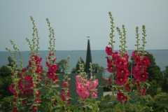 Flowers Hollyhocks St John #1598