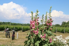 Flowers Hollyhocks Sugarbush #3229