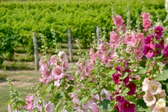 Flowers Hollyhocks Vineyard #3565