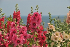 Flowers Hollyhocks Water #3221