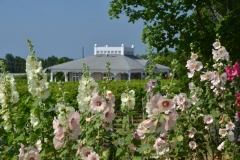 Flowers Hollyhocks Winery #3223