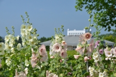 Flowers Hollyhocks Winery Roof #3224