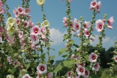 Flowers Hollyhocks (v) #1264