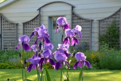 Flowers-Iris-Purple-3716