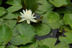 Flowers Lily Pads #1665