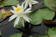 Flowers Lily Pads Closeup #1666