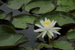 Flowers Lily Pads White #1667