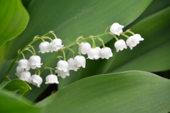 Flowers-Lily-of-the-Valley-Horizontal-3717
