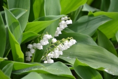 Flowers-Lily-of-the-Valley-Sunny-3718