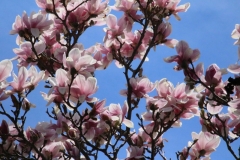 Flowers Magnolia Tree #3231