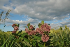 Flowers Milkweed Field #3232