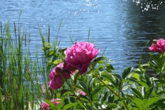 Flowers Peonies Black River (v) #3145