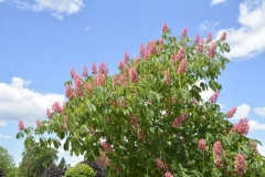 Flowers-Pink-Bush-3721