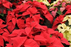 Flowers Poinsettia Garden Centre (v) #2257