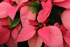 Flowers Poinsettia Pink #2258