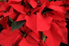 Flowers Poinsettia Red 2 #2260