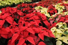Flowers Poinsettia Red 4 #2262