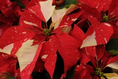 Flowers Poinsettia Red White #2263