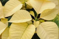 Flowers Poinsettia White 1 #2264