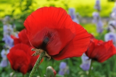 Flowers Poppies Red #2757