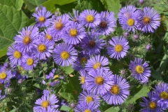 Flowers-Purple-Yellow-3722