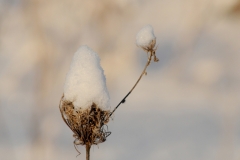 Flowers Queen Anns Lace Snow #3235