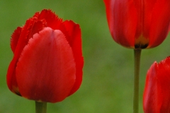 Flowers Red Tulips #717