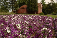 Flowers Rigde Road Petunias #1504