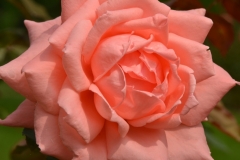 Flowers-Rose-Peachy-3723