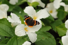 Flowers Trilliums Butterfly #3243