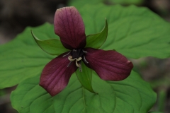 Flowers Trilliums Red #2531