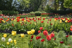Flowers-Tulip-Garden-3726
