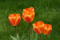 Flowers-Tulips-Four-3727