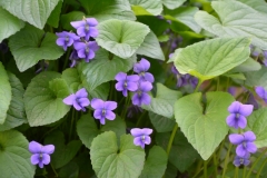 Flowers-Violets-Purple-3728