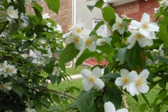 Flowers White Macaulay House #3219