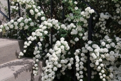 Flowers White Steps #3247
