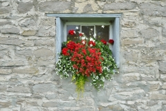 Flowers Window Box Cider Co #3248