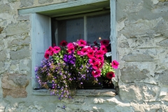 Flowers Windowbox Waupoos #2534