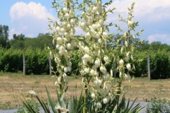 Flowers Yucca Plant Sugarbush (v) #3241