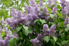 Lilacs Lots #3583