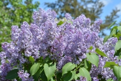 Lilacs-Purple-3752