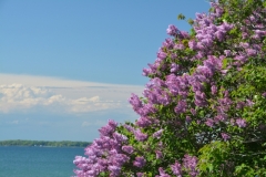 Lilacs-Salmon-Pt-Spring-3931