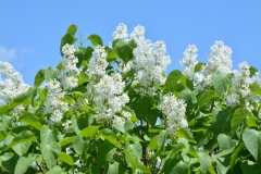 Lilacs-White-3753