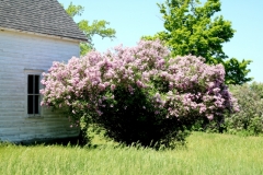 Lilacs Window #3590